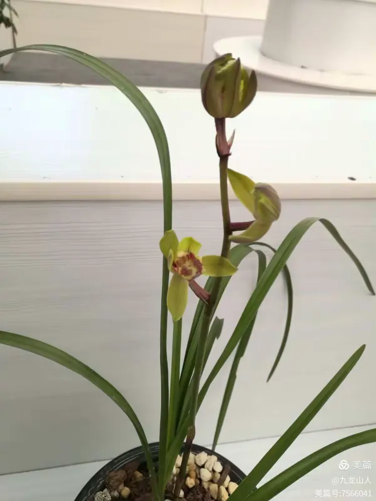 包含兰十开心获得胜利，前景一片清明的词条